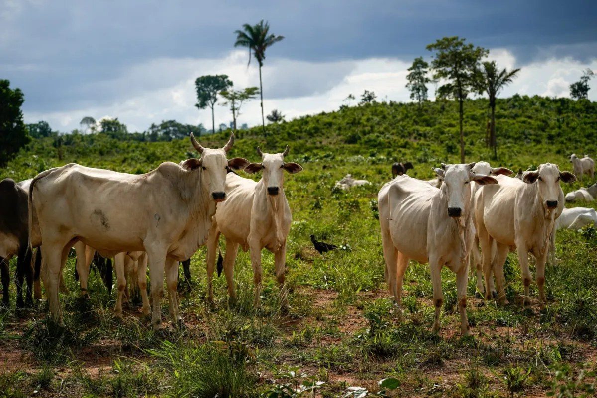 Colombia Signs the World's First National Beef Traceability Law