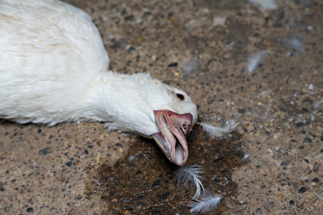 Brazil's foie gras ban awaits President Lula's signature