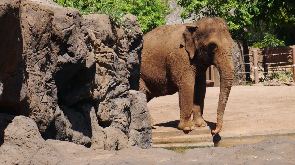 Hawaii Supreme Court takes elephant habeas corpus case