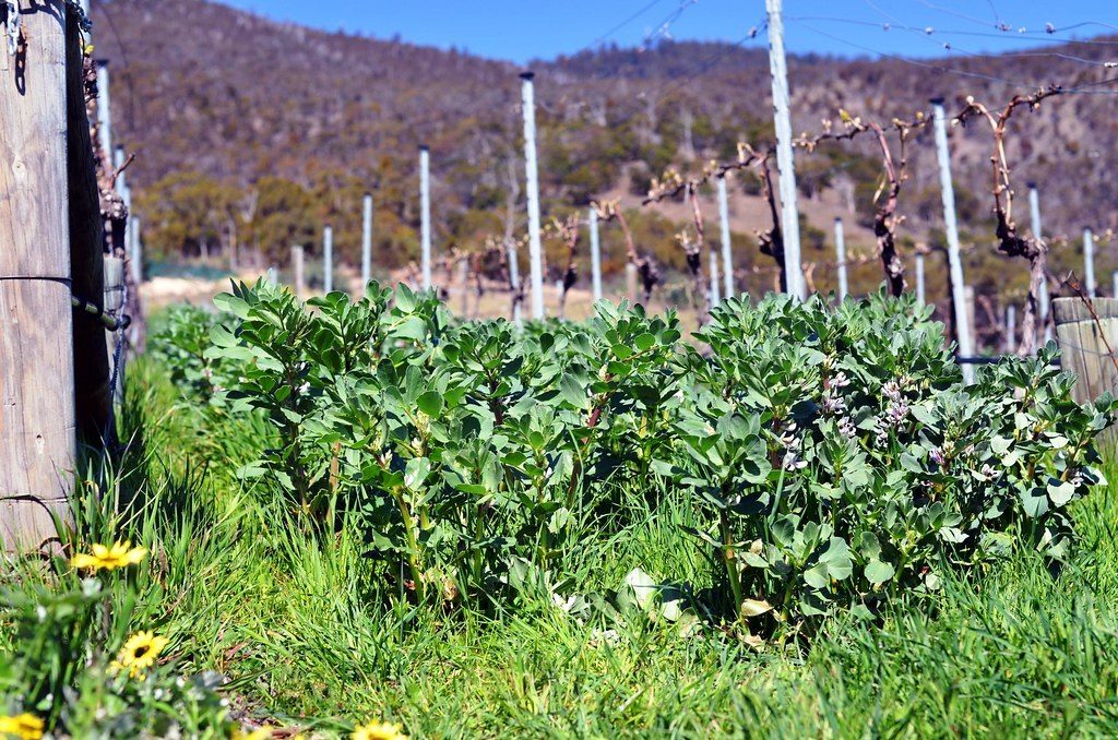 EU Agricultural Commissioner commits CAP support to plant-based farming