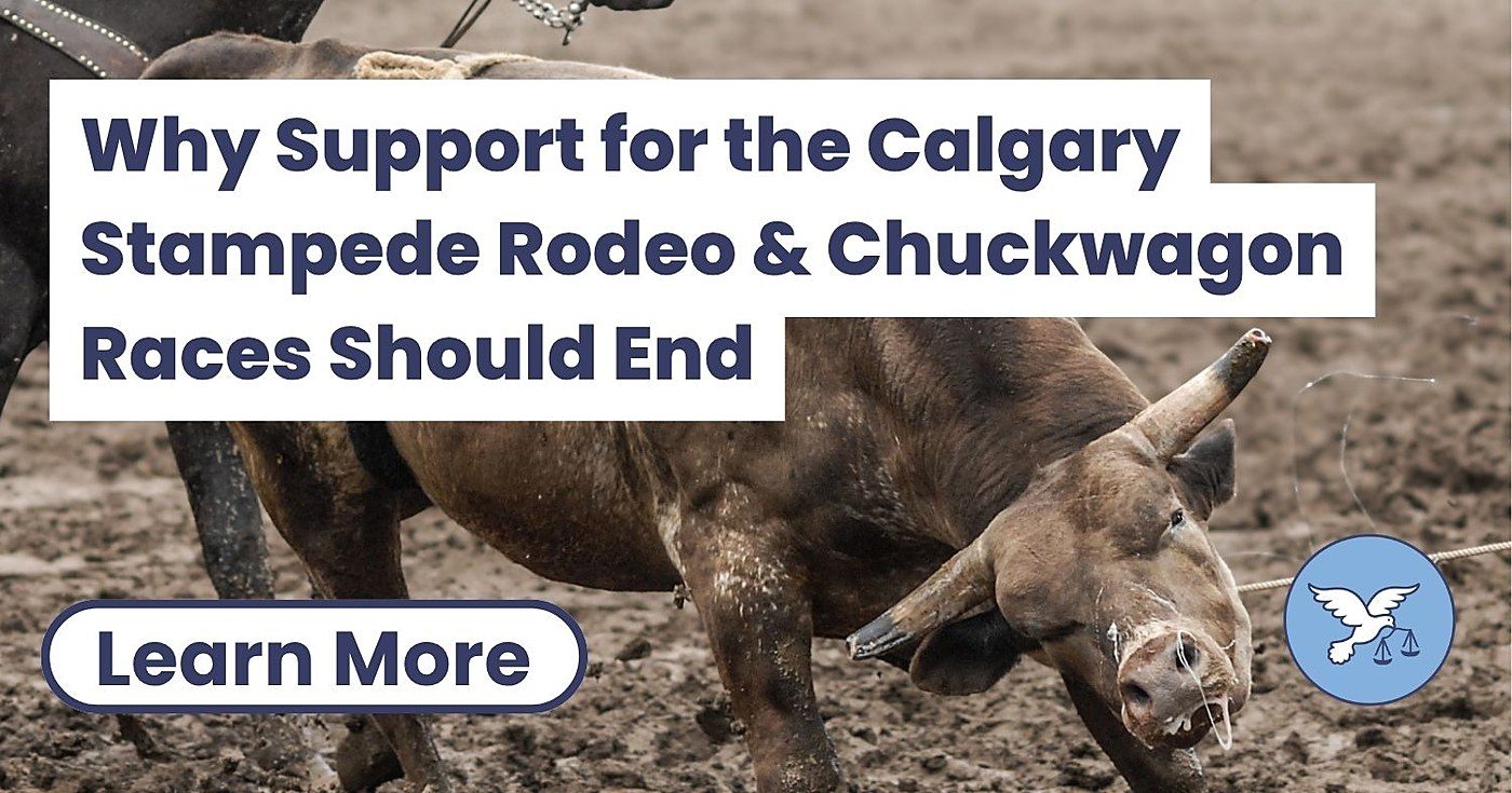 Alberta carves rodeo and chuckwagon racing out of animal protection law