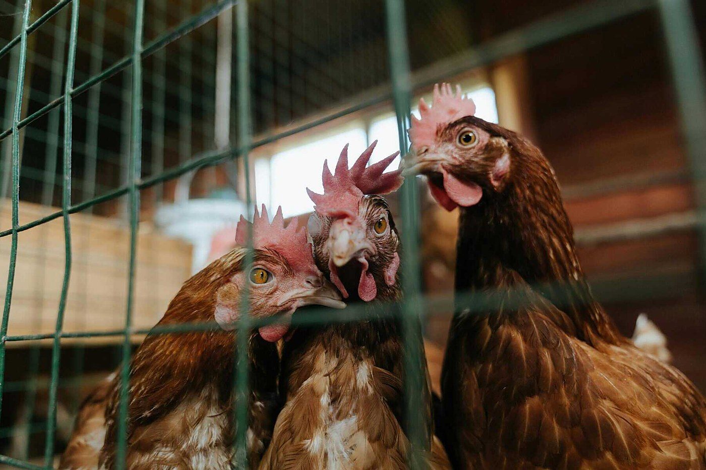Canada's Cage-Free Gap, One Decade On