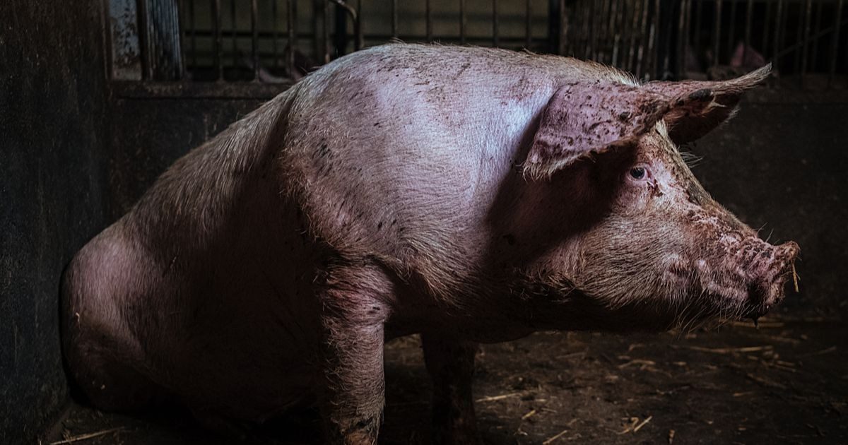 Denmark's "Pig Election" Farm Reform Pledge