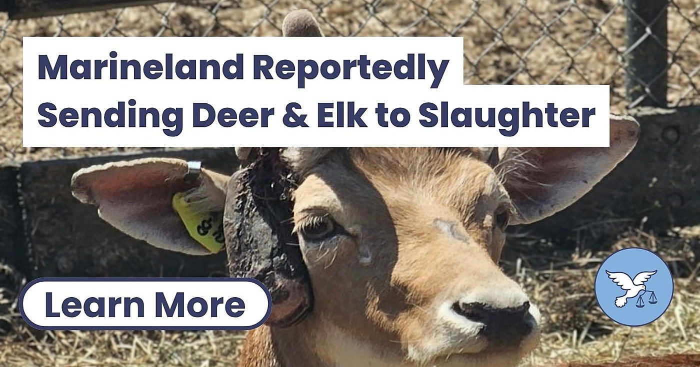 Marineland's Deer Face a Slaughterhouse Deadline