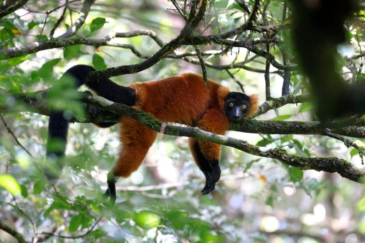 Interior taps official with lemur-breeding ties to lead US wildlife trade delegation