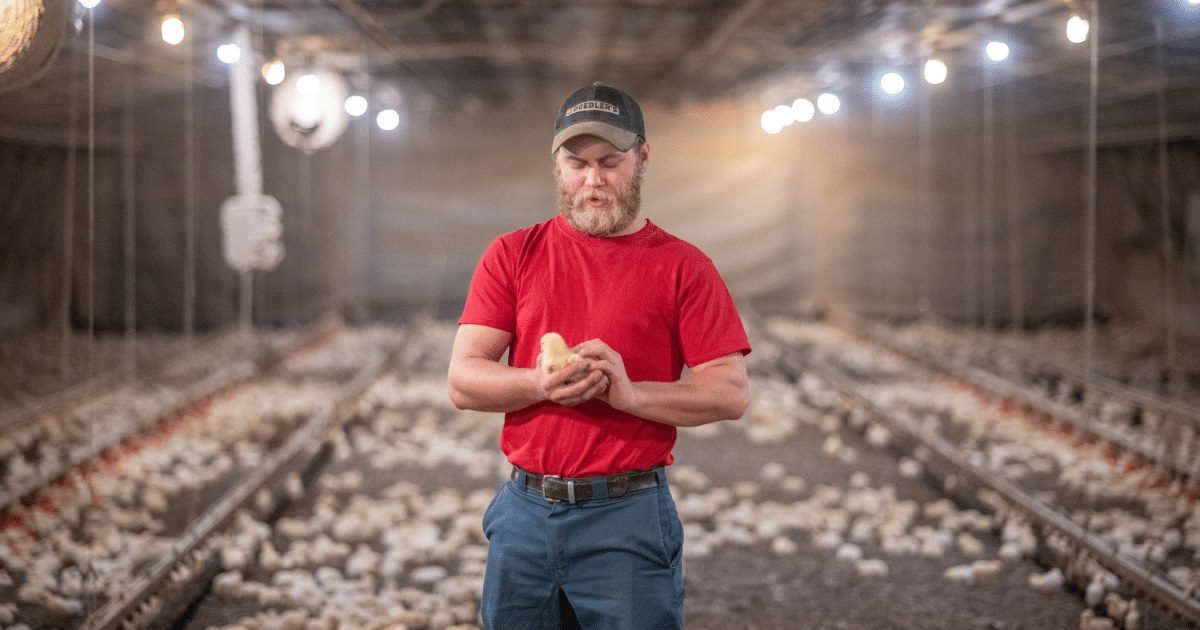 USDA moves to repeal Biden-era protections for contract chicken farmers