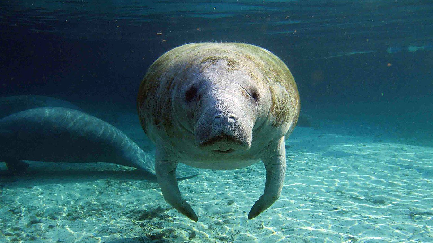 Trump administration strips habitat destruction from Endangered Species Act protections