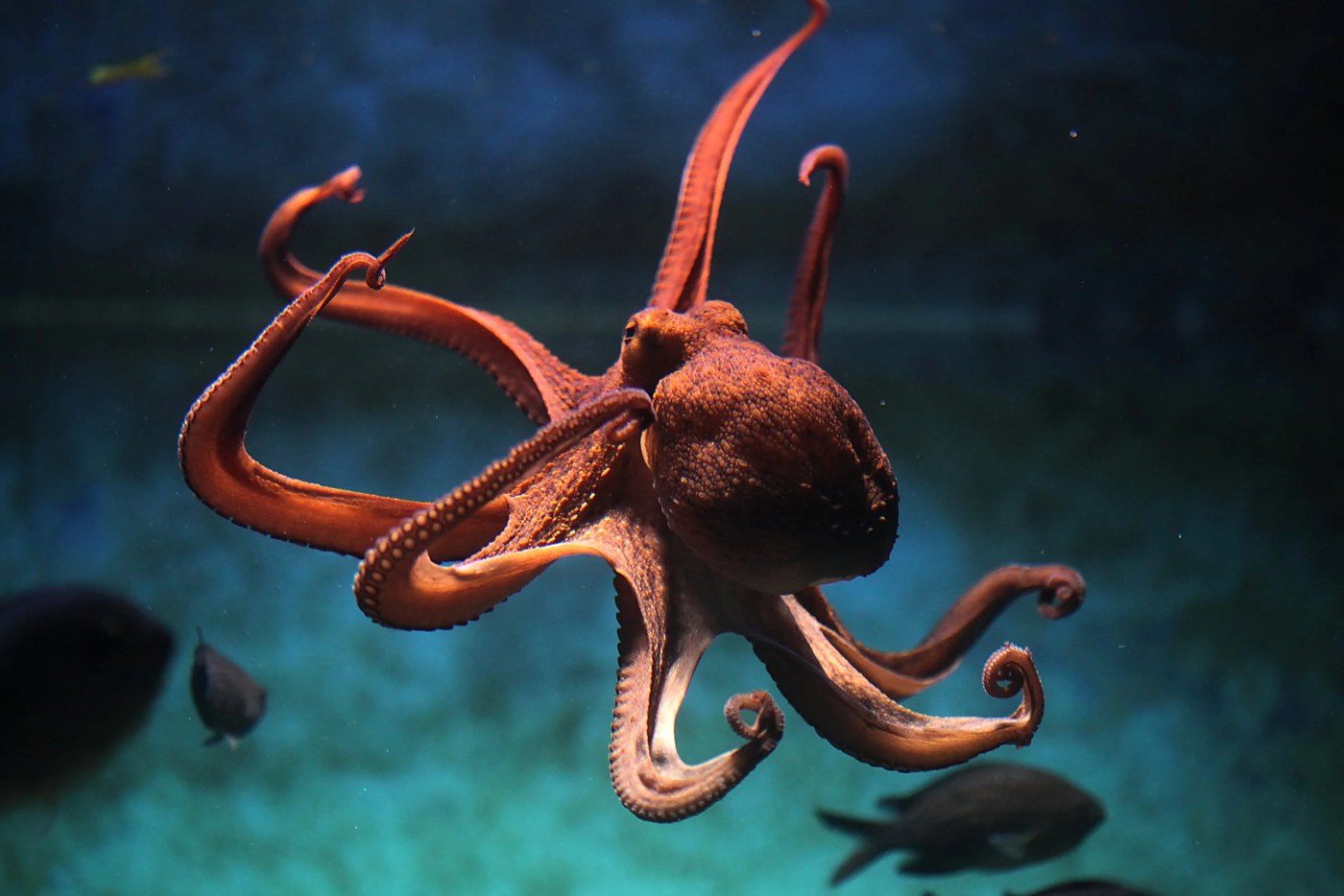 Nueva Pescanova scraps plans for world's first commercial octopus farm