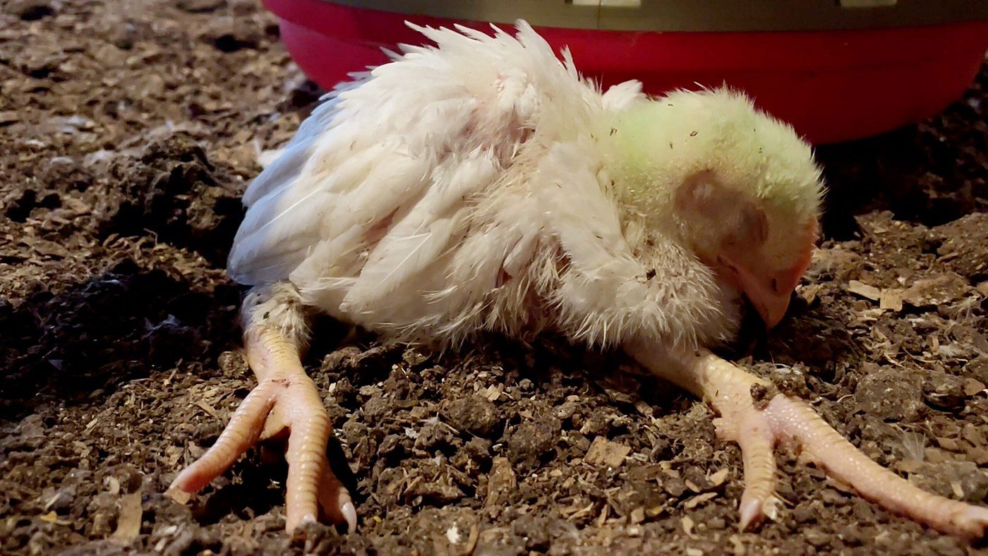 Mercy For Animals finds baby chicks buried alive at a Costco chicken supplier