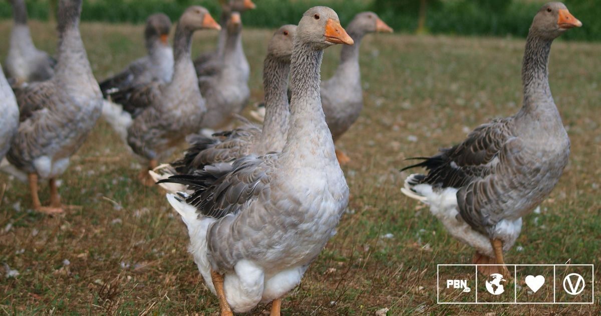 Brazil bans foie gras production and sales, a world first