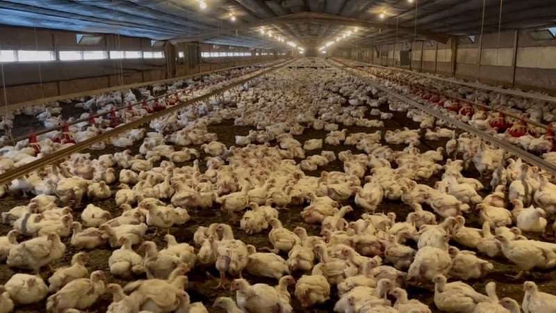 Mercy For Animals footage shows chicks crushed and buried alive at Costco supplier