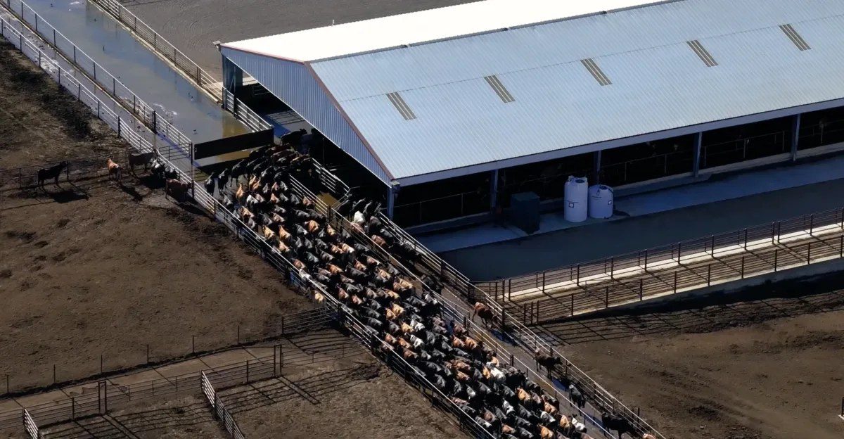 FAA drone rule could ground the cameras that expose factory farm cruelty