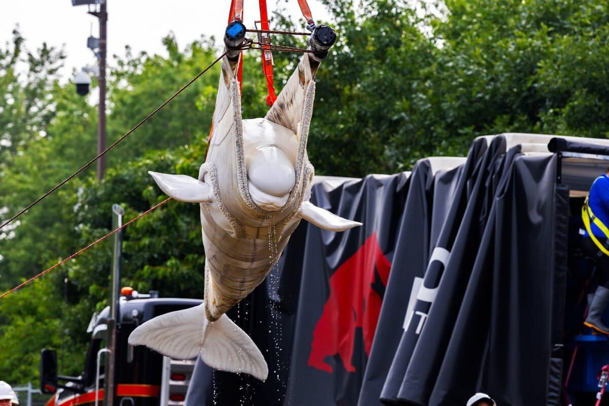 SeaWorld San Antonio takes in seven more Marineland belugas, reaching nine of 30