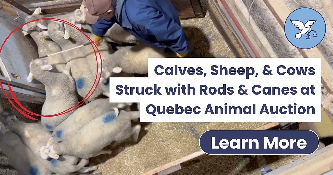 Quebec sat on evidence of livestock auction abuse for a year