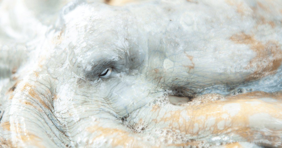 Five years of science and advocacy sank the world's first octopus farm