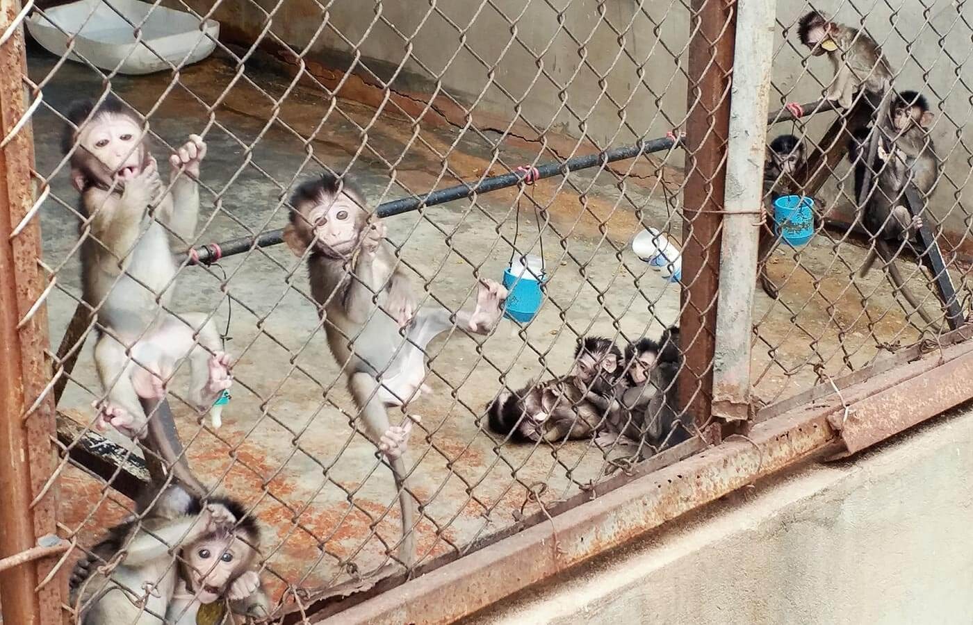 Lawmakers introduce bipartisan bill banning US imports of lab monkeys