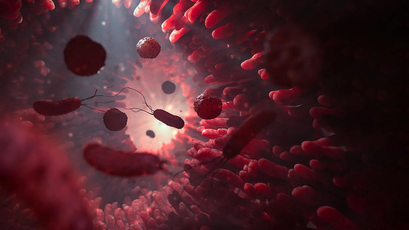 Scientists find gut bacteria eat the gut lining when fiber runs short