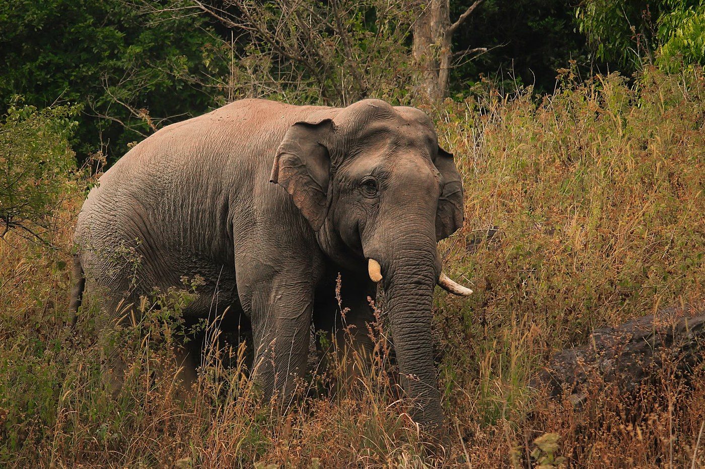 Hungary bans wild animals from circuses, joining most of the EU