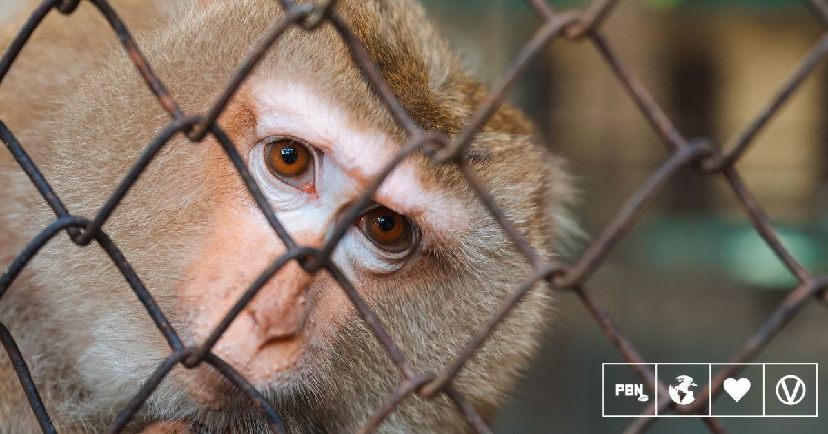 OHSU board votes to wind down primate breeding and testing