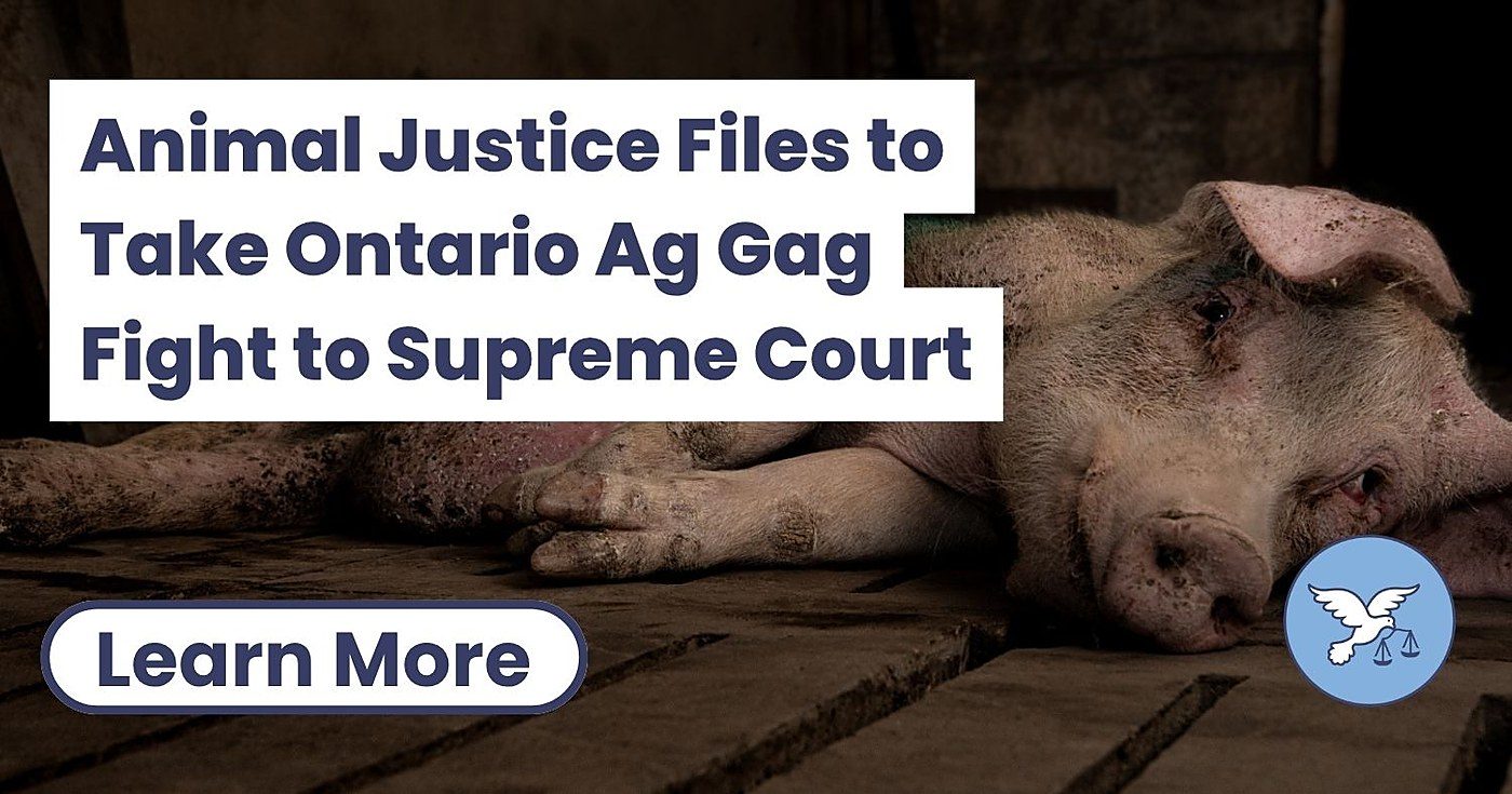Animal Justice appeals Ontario's ag-gag law to Canada's Supreme Court