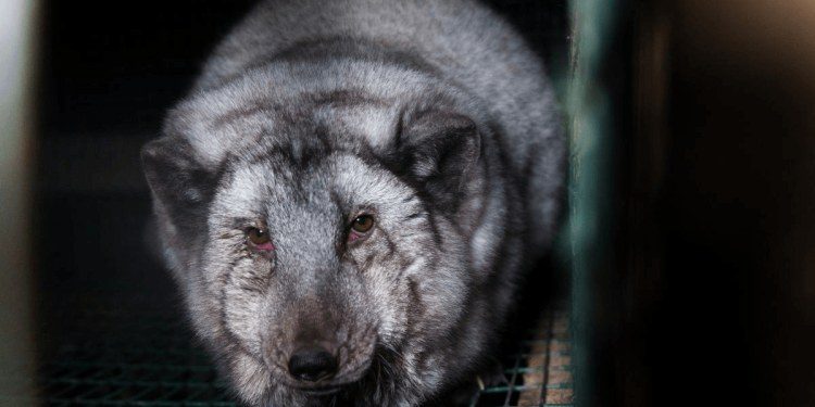 Undercover footage exposes deformed, injured foxes on Finnish fur farms