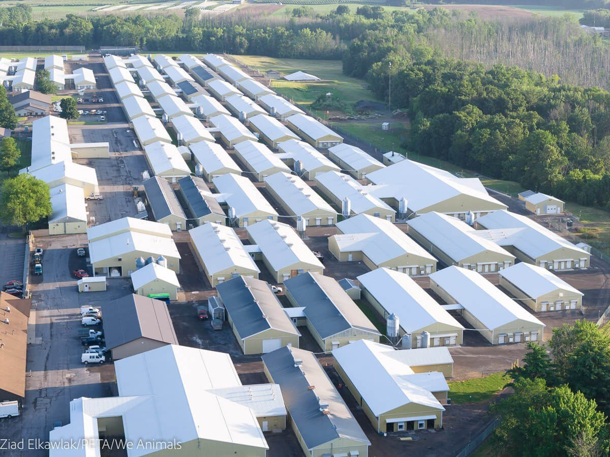 PETA Drone Footage Exposes 16,000 Dogs Caged at Lab Breeder Marshall BioResources
