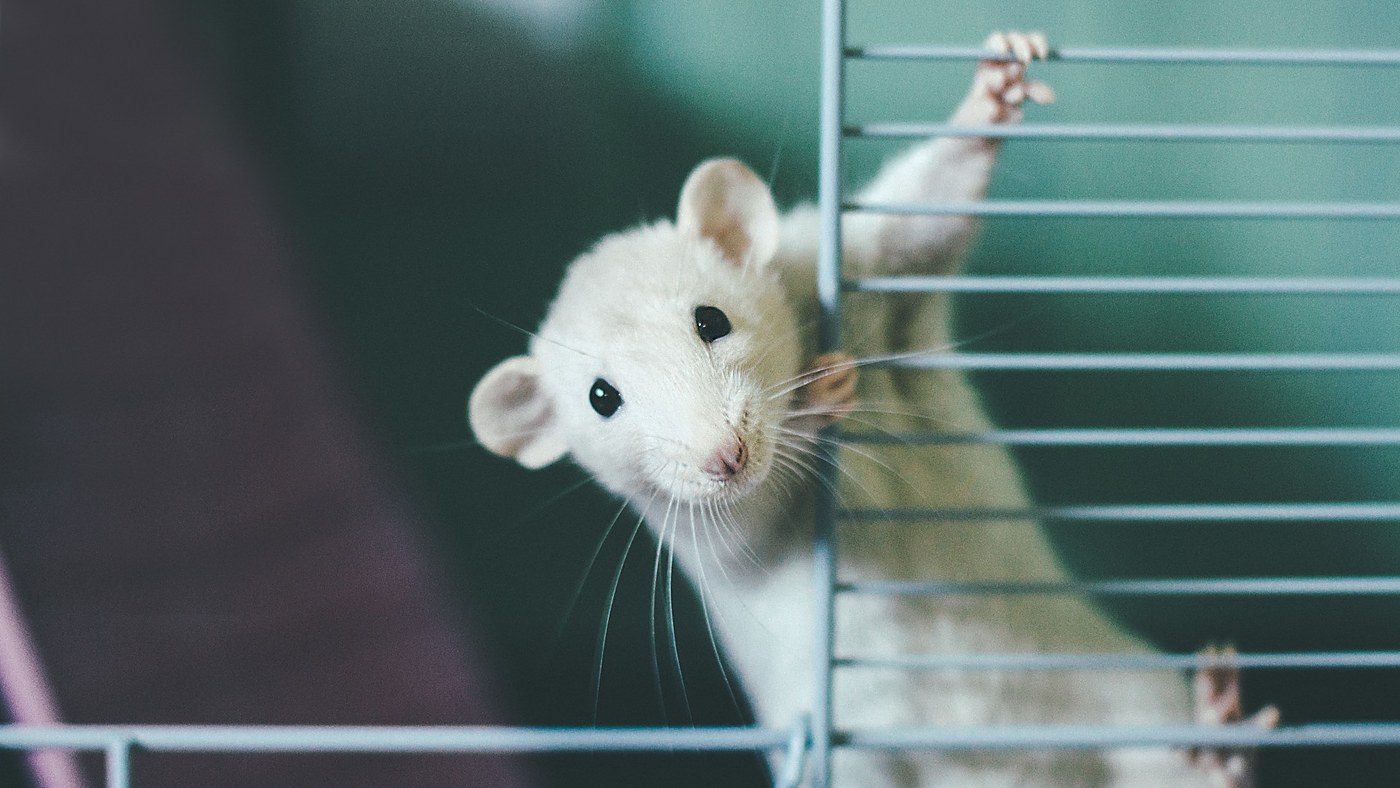 FDA Replaces 'Animal Testing' With 'Nonclinical' In Drug Regulations
