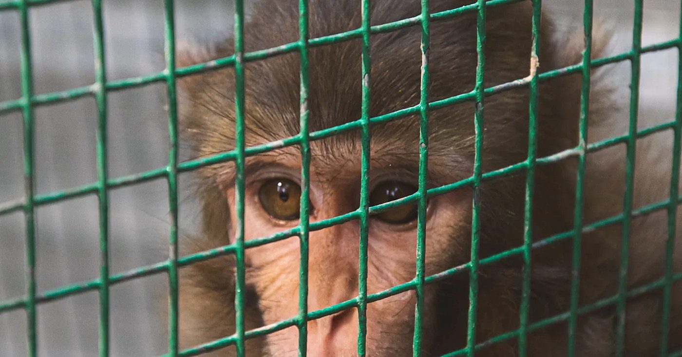 Undercover investigator's new book exposes daily life inside a primate testing lab
