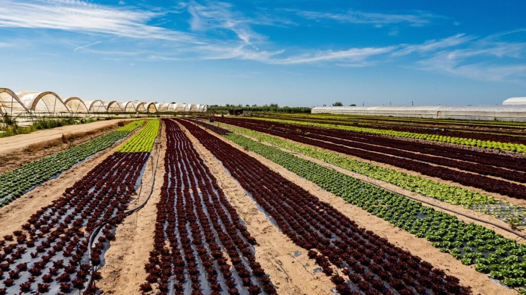 Vegan Society of Ireland asks Budget 2027 to fund farmers' shift to produce