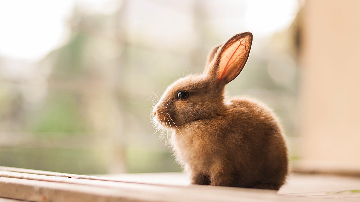 FDA amends drug-testing rules to allow nonanimal methods, Physicians Committee says