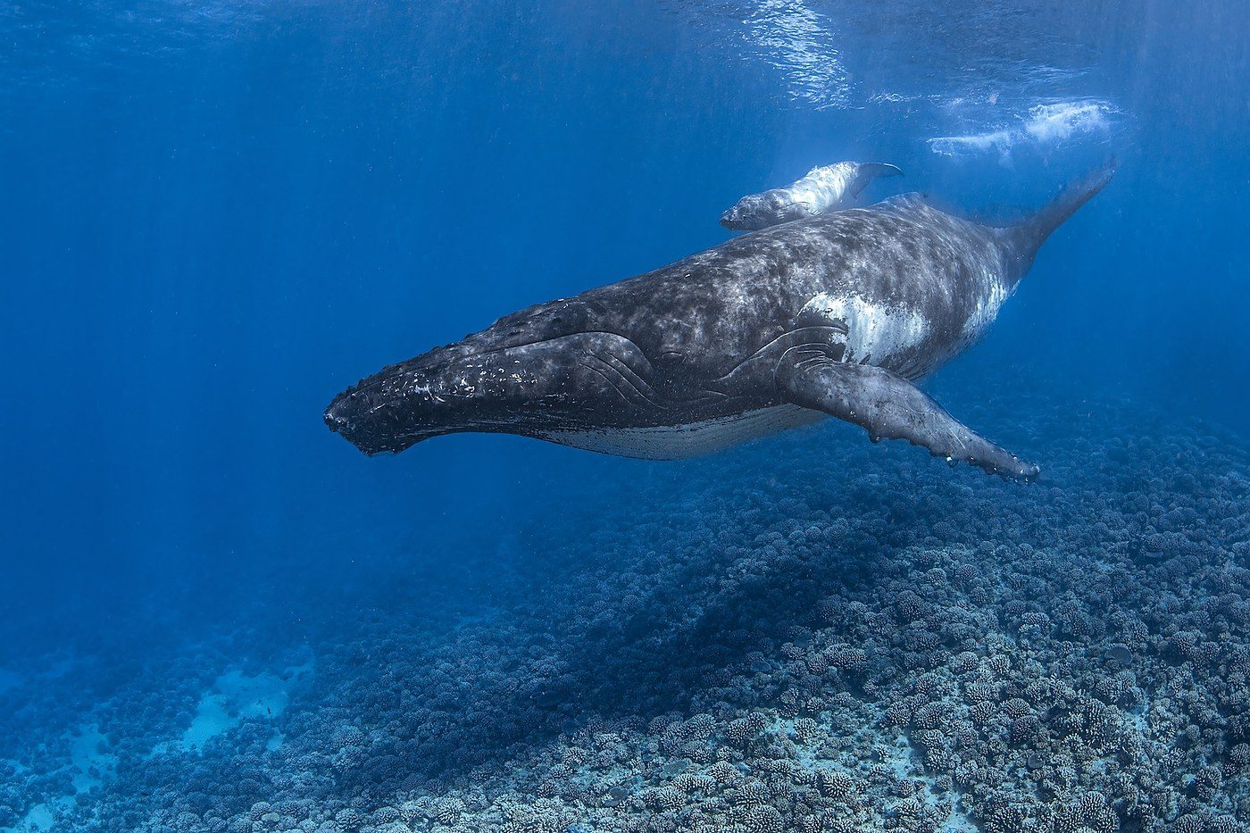 International Whaling Commission keeps its 40-year ban after pro-whaling resolution is pulled