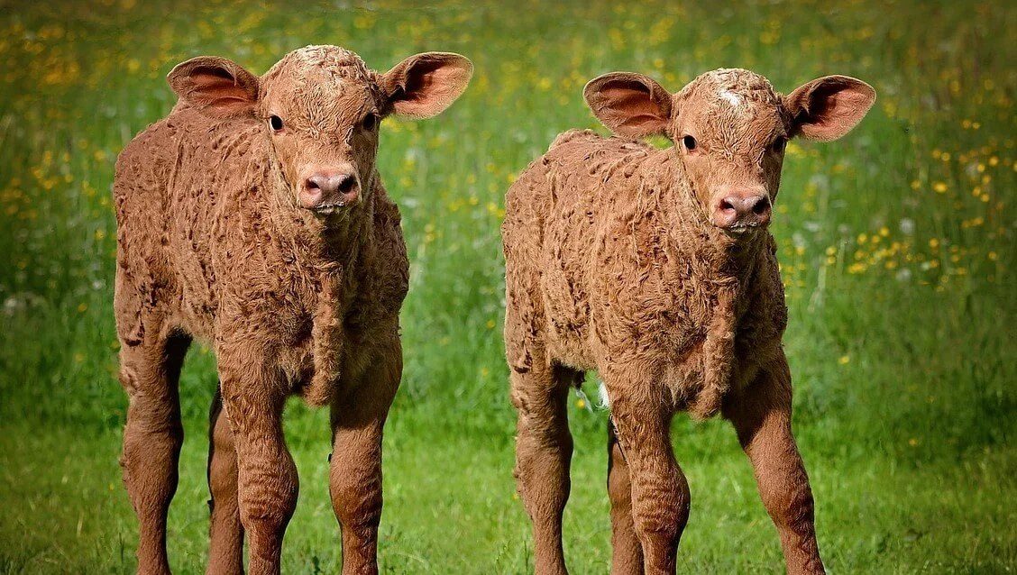 PETA says California's $500 million kitchen fund can buy vegan school meals
