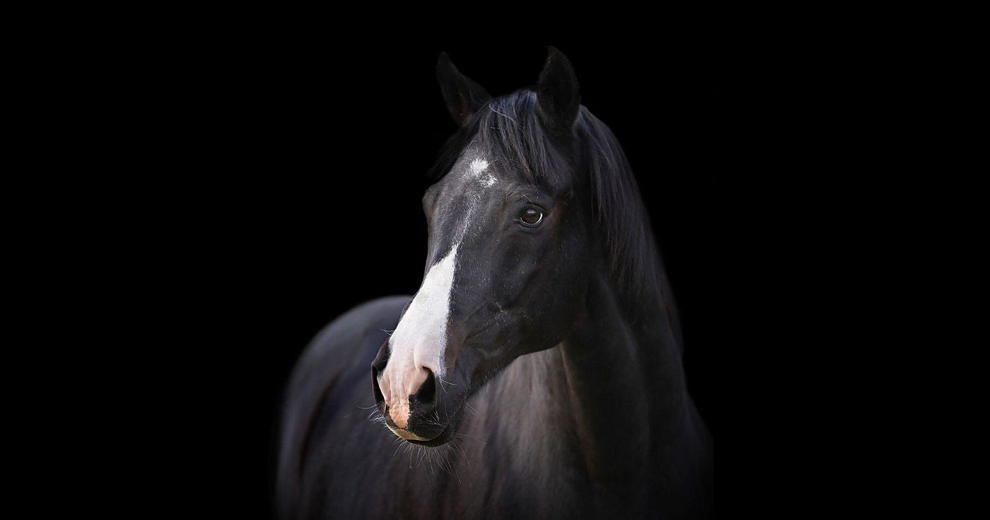 Ontario proposes ending horse slaughter at provincial plants but leaves transport to slaughter legal