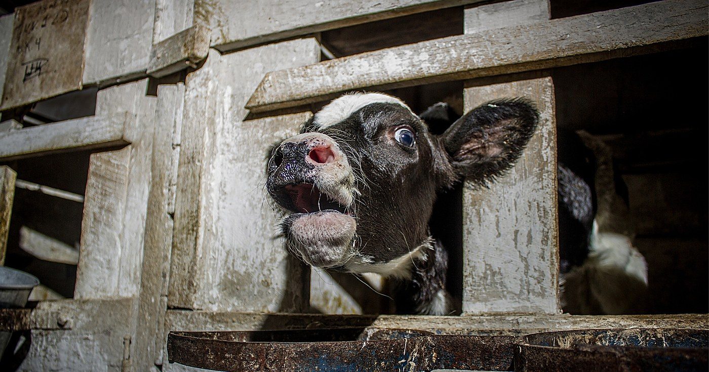 Canada killed a record 882 million land animals in 2025