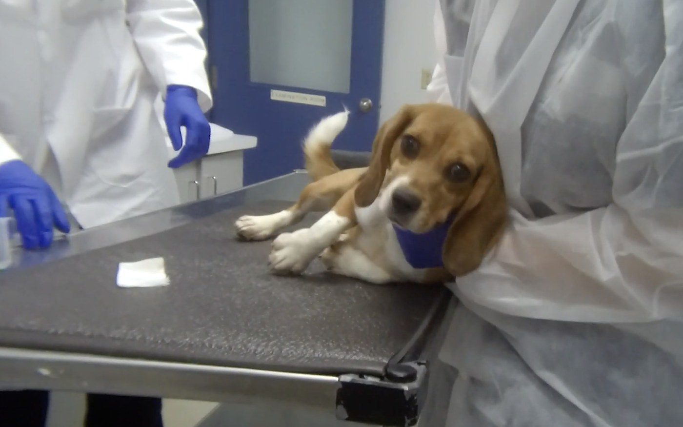 Toronto lab sues to overturn Ontario's ban on invasive dog and cat experiments