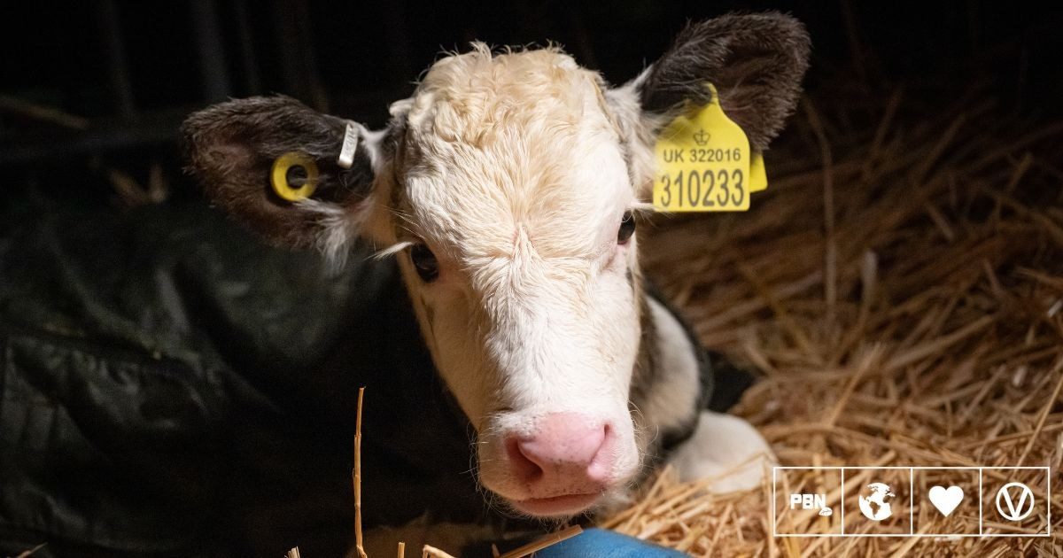 Undercover footage alleges abuse at RSPCA Assured dairy farm supplying M&S and Müller