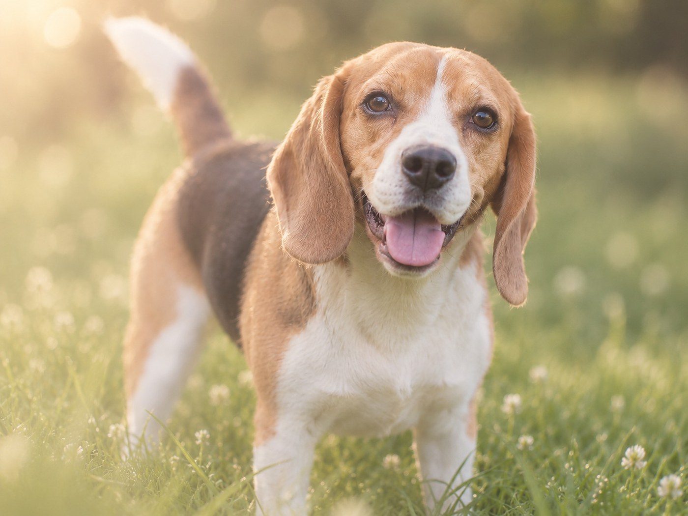 Pennsylvania House advances amended bill to ban sales of animal-tested cosmetics