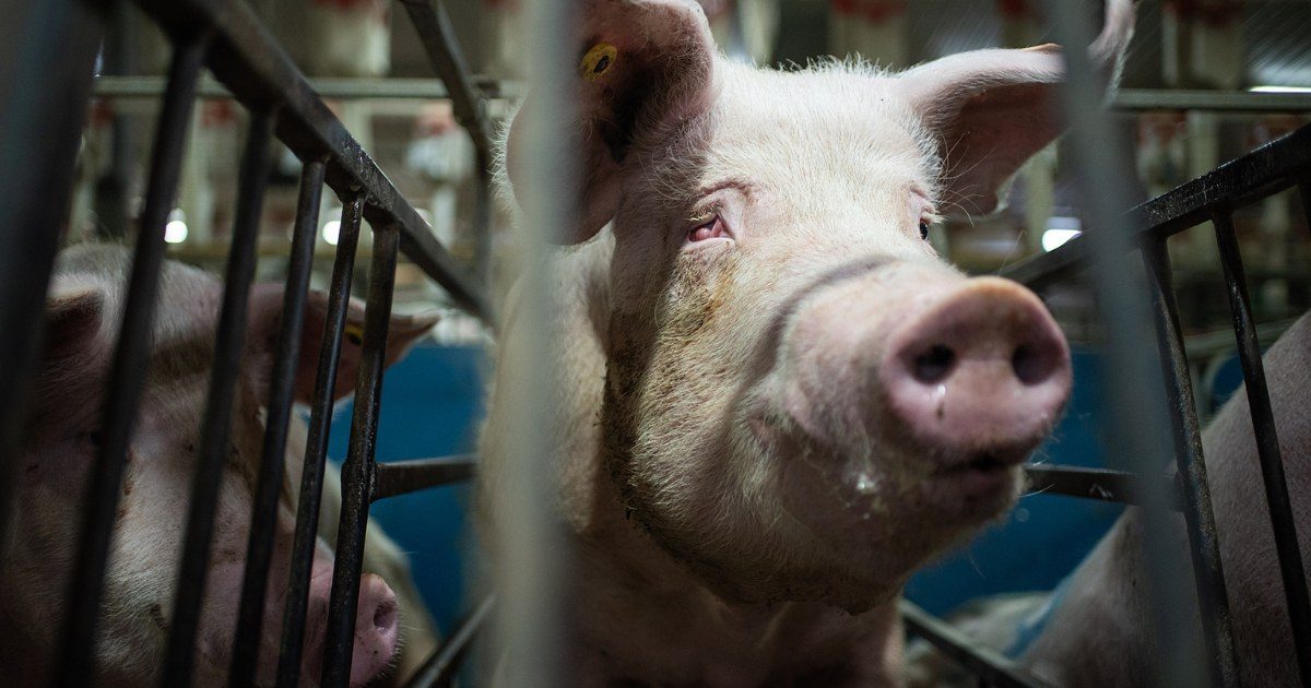 Study traces ChatGPT's idyllic farm images to a hidden prompt rewrite