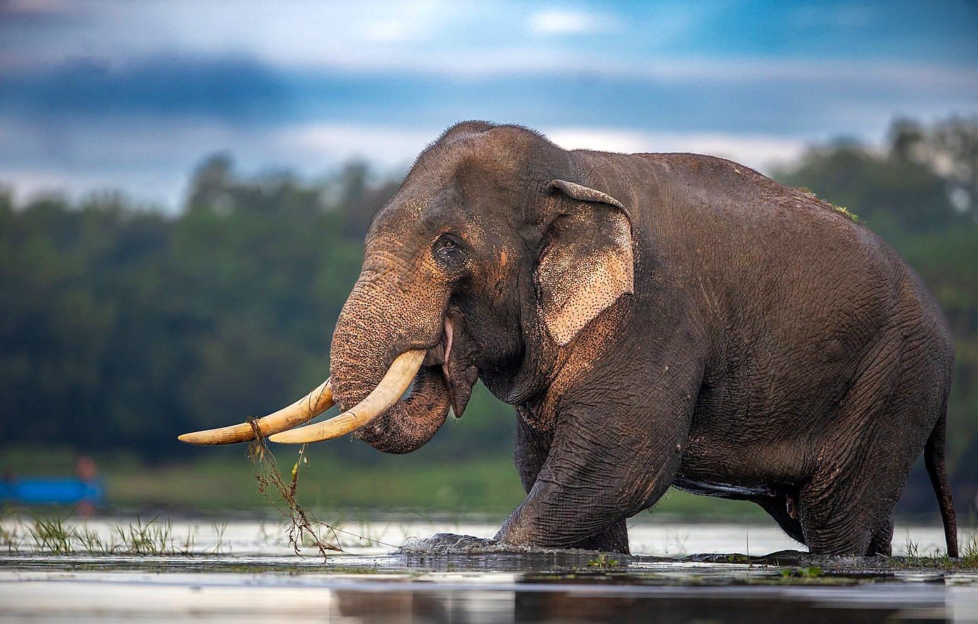 Sri Lanka's tusker Kavantissa died of a gunshot injury, reviving human-elephant conflict calls