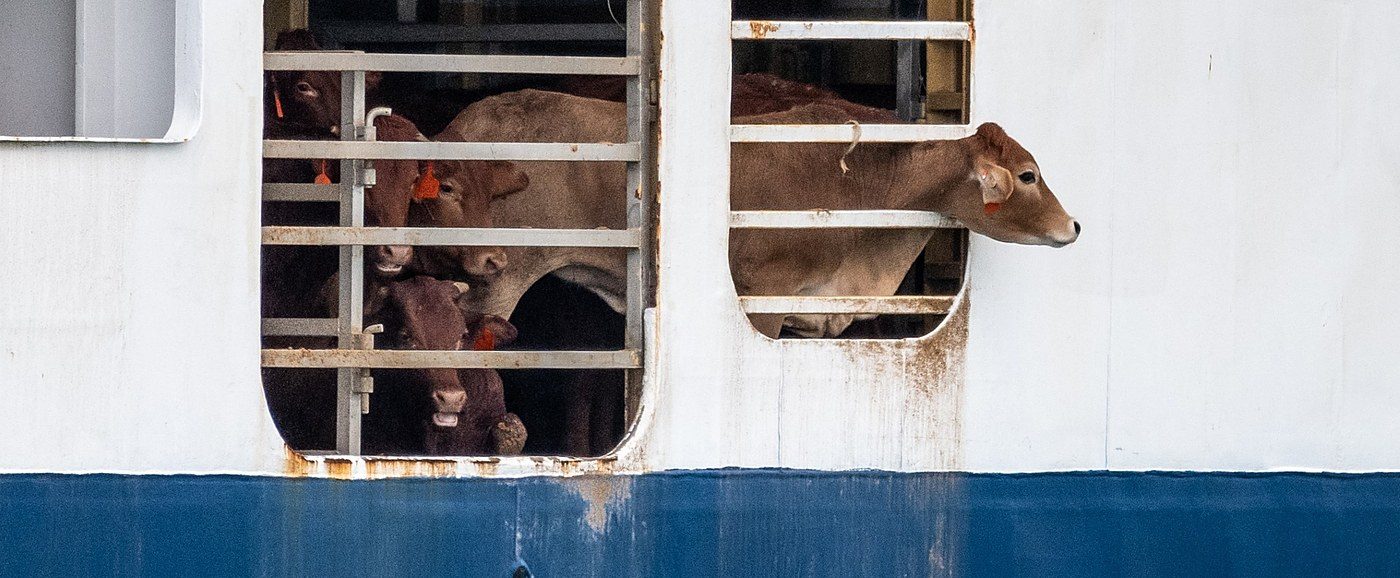 Report on 159 livestock ships finds an aging, converted fleet with the worst inspection record afloat